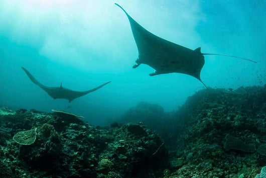 Manta Rays Swims through Wall Decal Design 4