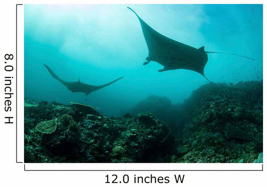 Manta Rays Swims through Wall Decal Design 4
