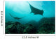 Manta Rays Swims through Wall Decal Design 4