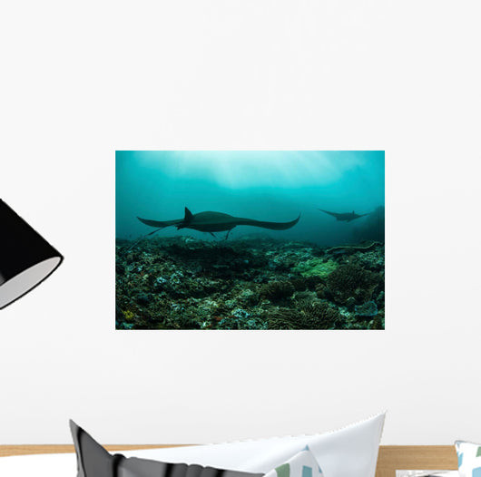 Manta Rays Swims through Wall Decal Design 3
