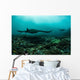 Manta Rays Swims through Wall Decal Design 3