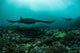 Manta Rays Swims through Wall Decal Design 3