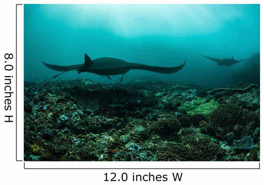Manta Rays Swims through Wall Decal Design 3