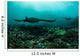 Manta Rays Swims through Wall Decal Design 3