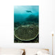 Manta Ray Swimming through Wall Decal
