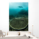 Manta Ray Swimming through Wall Decal