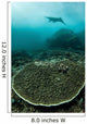 Manta Ray Swimming through Wall Decal