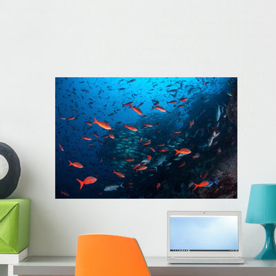 Colorful Pacific Creolefish Deep Wall Decal shown on a wall