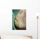 Giant Frogfish Hides from Wall Decal