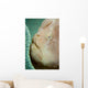 Giant Frogfish Hides from Wall Decal