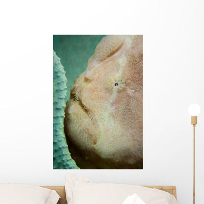 Giant Frogfish Hides from Wall Decal shown on a wall