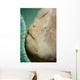 Giant Frogfish Hides from Wall Decal