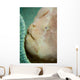 Giant Frogfish Hides from Wall Decal