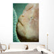Giant Frogfish Hides from Wall Decal