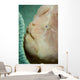 Giant Frogfish Hides from Wall Decal