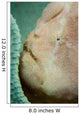 Giant Frogfish Hides from Wall Decal