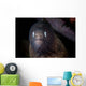 White-eyed Moray Eel Searches Wall Decal