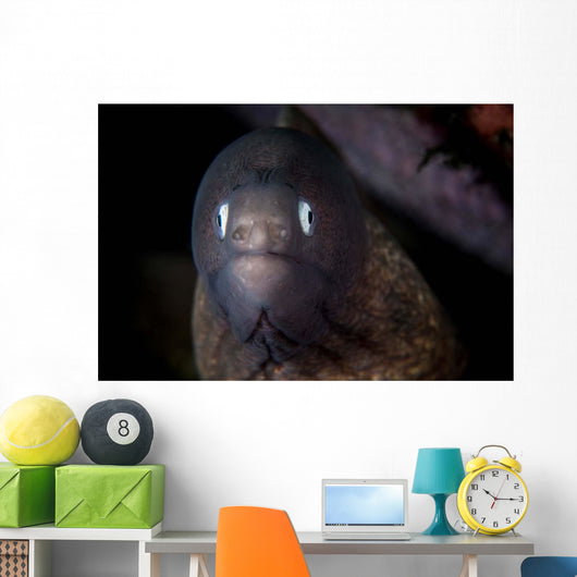 White-eyed Moray Eel Searches Wall Decal