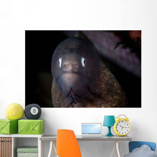 White-eyed Moray Eel Searches Wall Decal