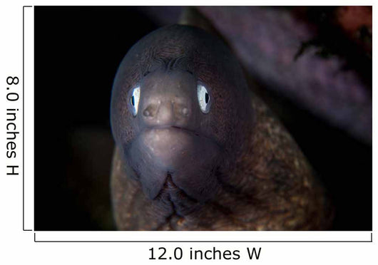 White-eyed Moray Eel Searches Wall Decal