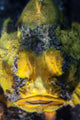 Unidentified Scorpionfish Mimics Yellow Wall Decal