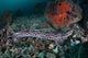 Coral Catshark Lays Seafloor Wall Decal Design 2