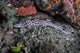 Coral Catshark Lays Seafloor Wall Decal Design 1
