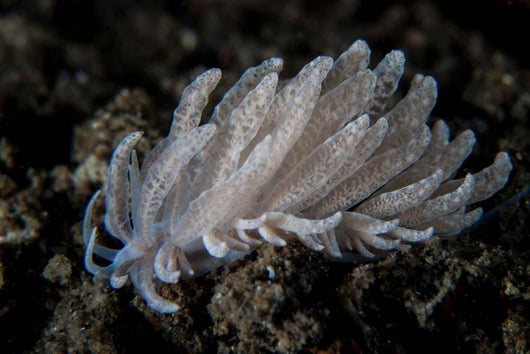 Small Solar-powered Nudibranch Seafloor Wall Decal