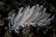 Small Solar-powered Nudibranch Seafloor Wall Decal