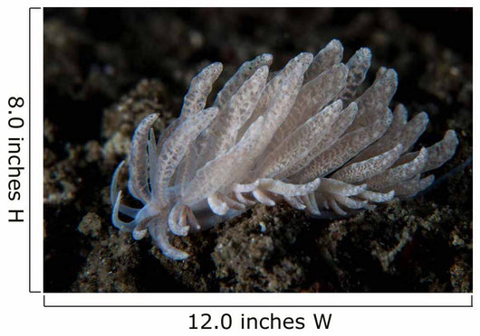 Small Solar-powered Nudibranch Seafloor Wall Decal