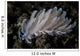 Small Solar-powered Nudibranch Seafloor Wall Decal