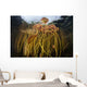 Colorful Lily Pads and Wall Decal