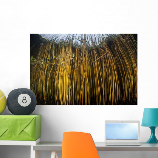 Colorful Reeds Grow to Wall Decal Design 2