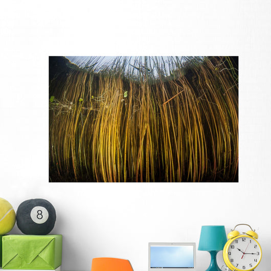 Colorful Reeds Grow to Wall Decal Design 2