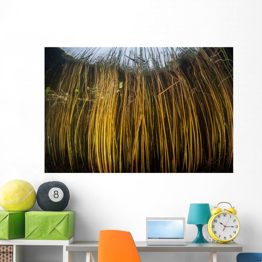 Colorful Reeds Grow to Wall Decal Design 2