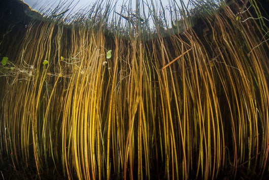 Colorful Reeds Grow to Wall Decal Design 2