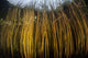 Colorful Reeds Grow to Wall Decal Design 2