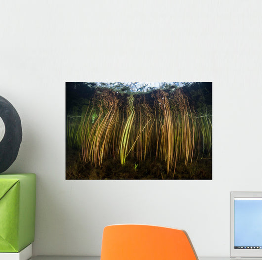 Colorful Reeds Grow to Wall Decal Design 1