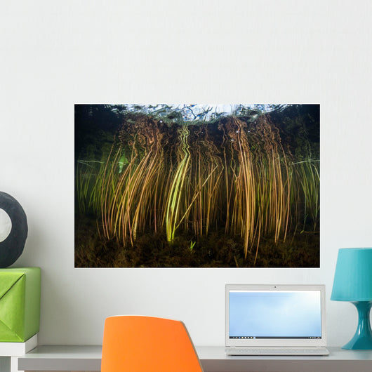 Colorful Reeds Grow to Wall Decal Design 1