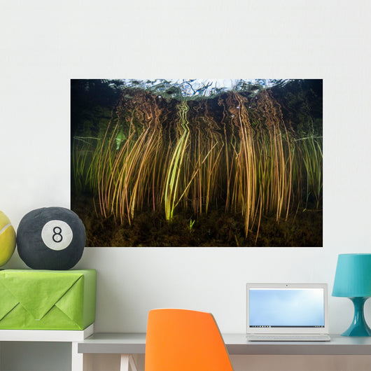 Colorful Reeds Grow to Wall Decal Design 1