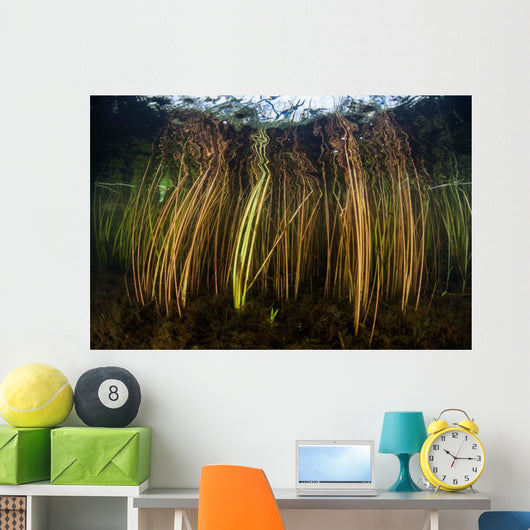 Colorful Reeds Grow to Wall Decal Design 1