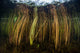 Colorful Reeds Grow to Wall Decal Design 1