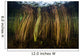 Colorful Reeds Grow to Wall Decal Design 1