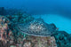 Large Black-blotched Stingray near Wall Decal Design 2