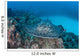 Large Black-blotched Stingray near Wall Decal Design 2