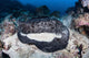 Large Black-blotched Stingray near Wall Decal Design 1