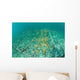 Fast-growing Corals Being Grown Wall Decal Design 2