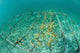 Fast-growing Corals Being Grown Wall Decal Design 2