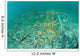 Fast-growing Corals Being Grown Wall Decal Design 2