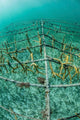 Fast-growing Corals Being Grown Wall Decal Design 1
